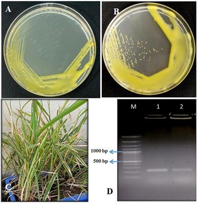 Frontiers | Isolation Of Bacteriophages Infecting Xanthomonas Oryzae Pv ...